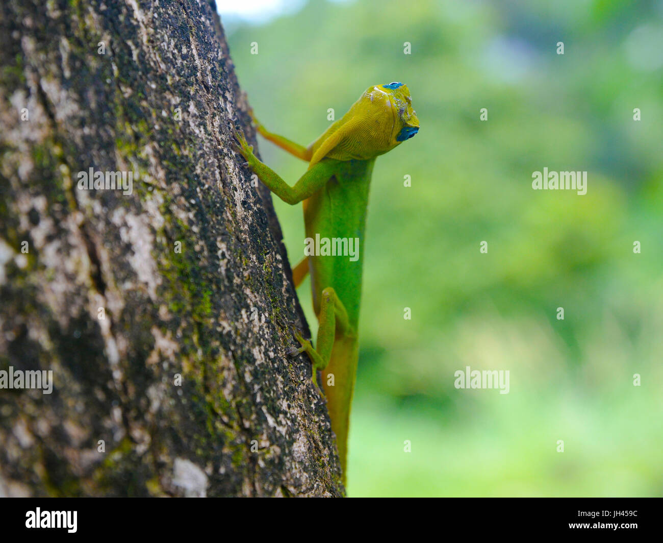 lizard looks to camera whilst walking up a tree, st. vincent, caribbean Stock Photo