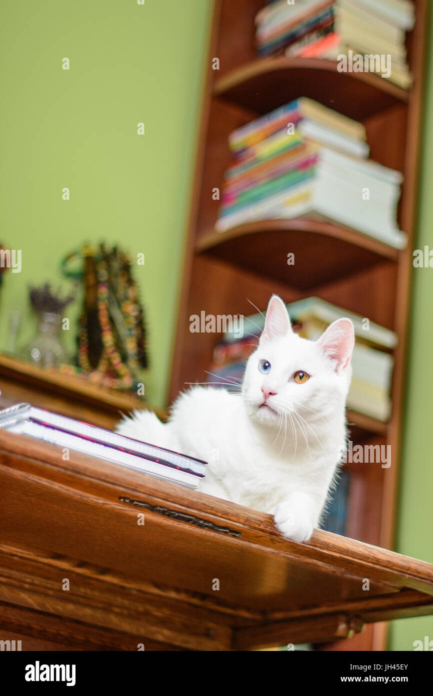 Cat with heterochromia iridum lying on the writing desk. Stock Photo