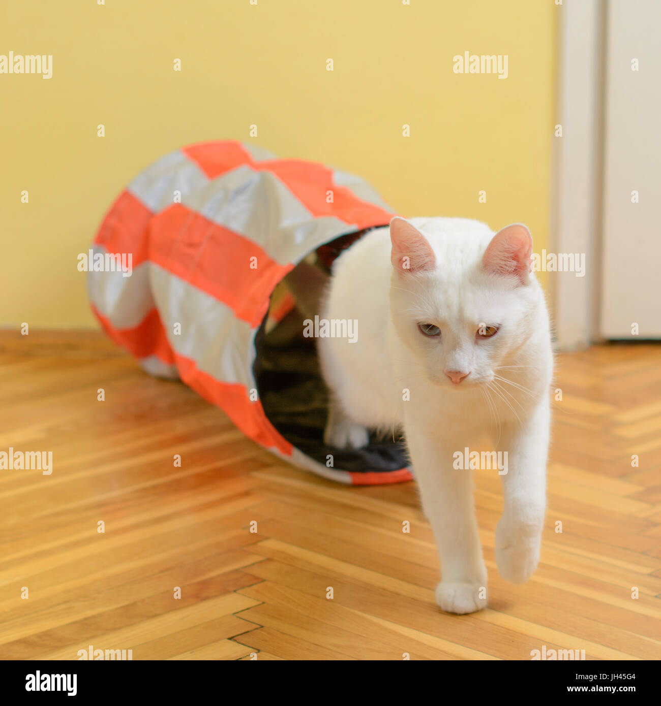 White cat coming from the cat tunnel. Stock Photo