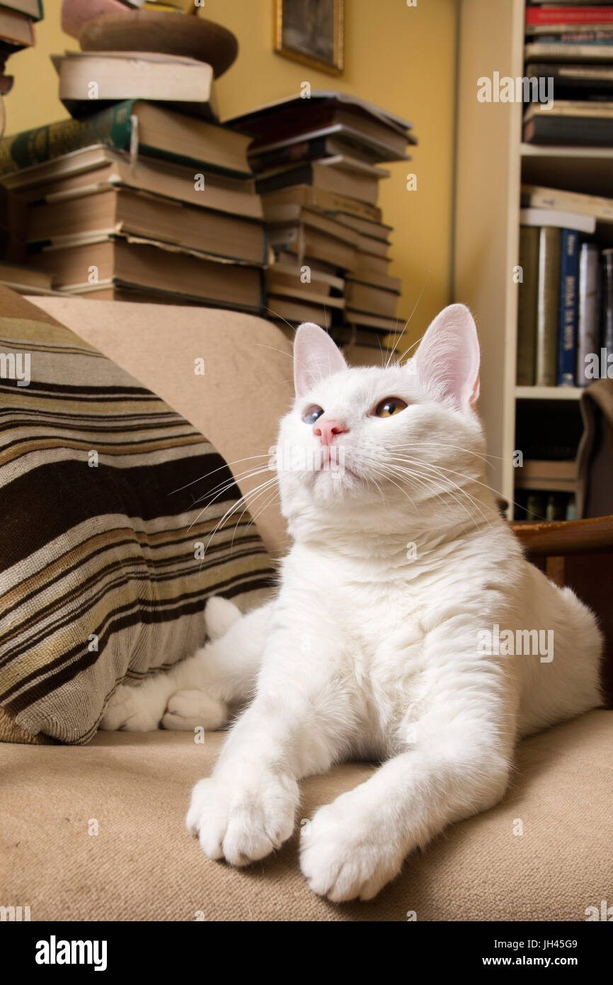 White cat lying in the armchair. Stock Photo