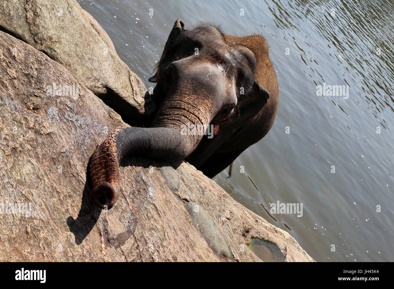Pinnawala Central Province Sri Lanka Pinnawala Elephant Orphanage elephant bathing in Ma Oya River Stock Photo