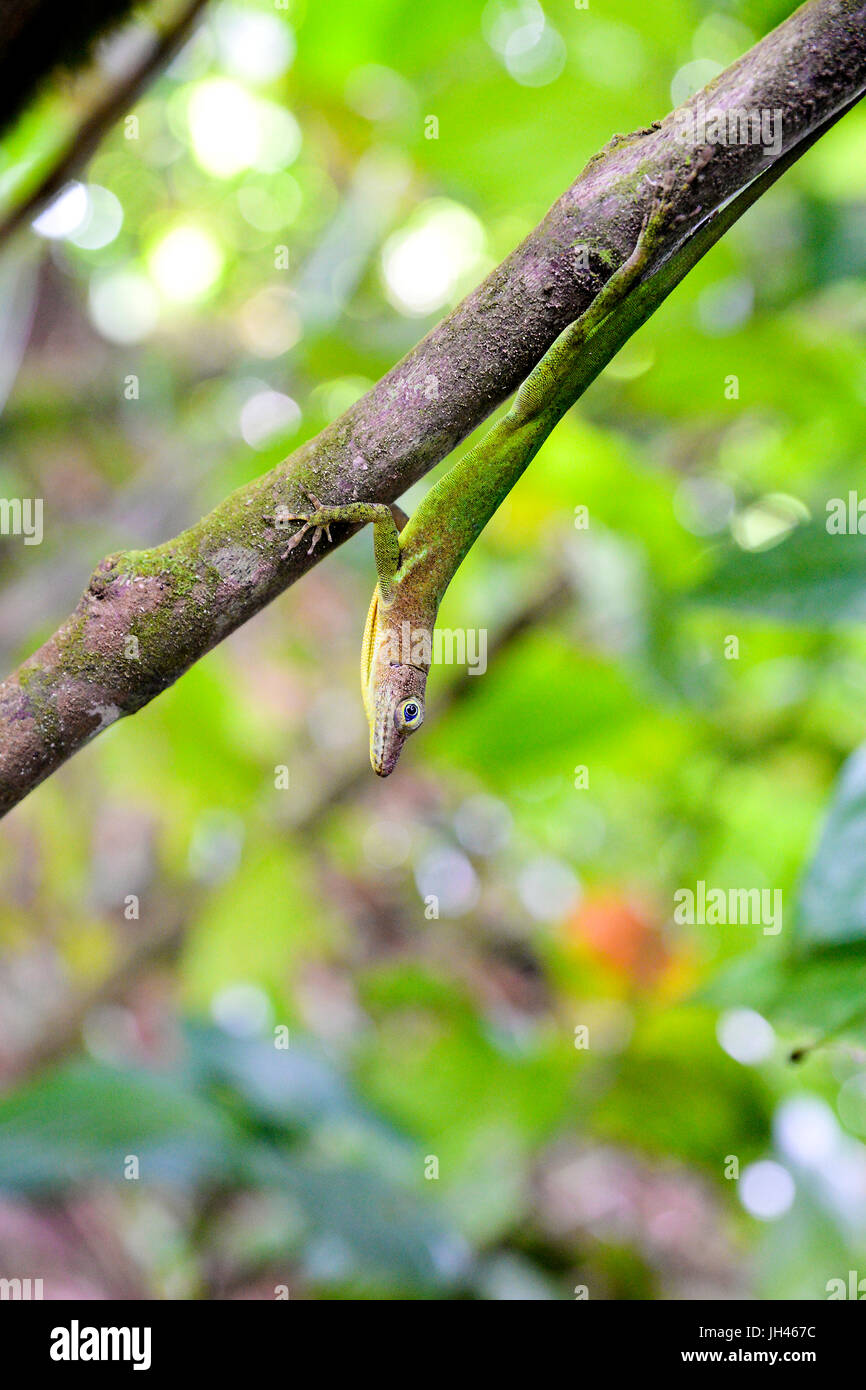 lizard hangs onto a branch, jacquot nature trail, st lucia, caribbean Stock Photo