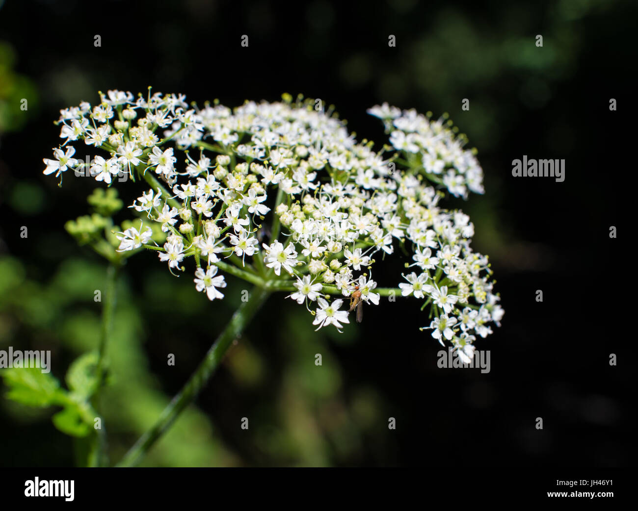 Heracleum mantegazzianum flower plant Stock Photo