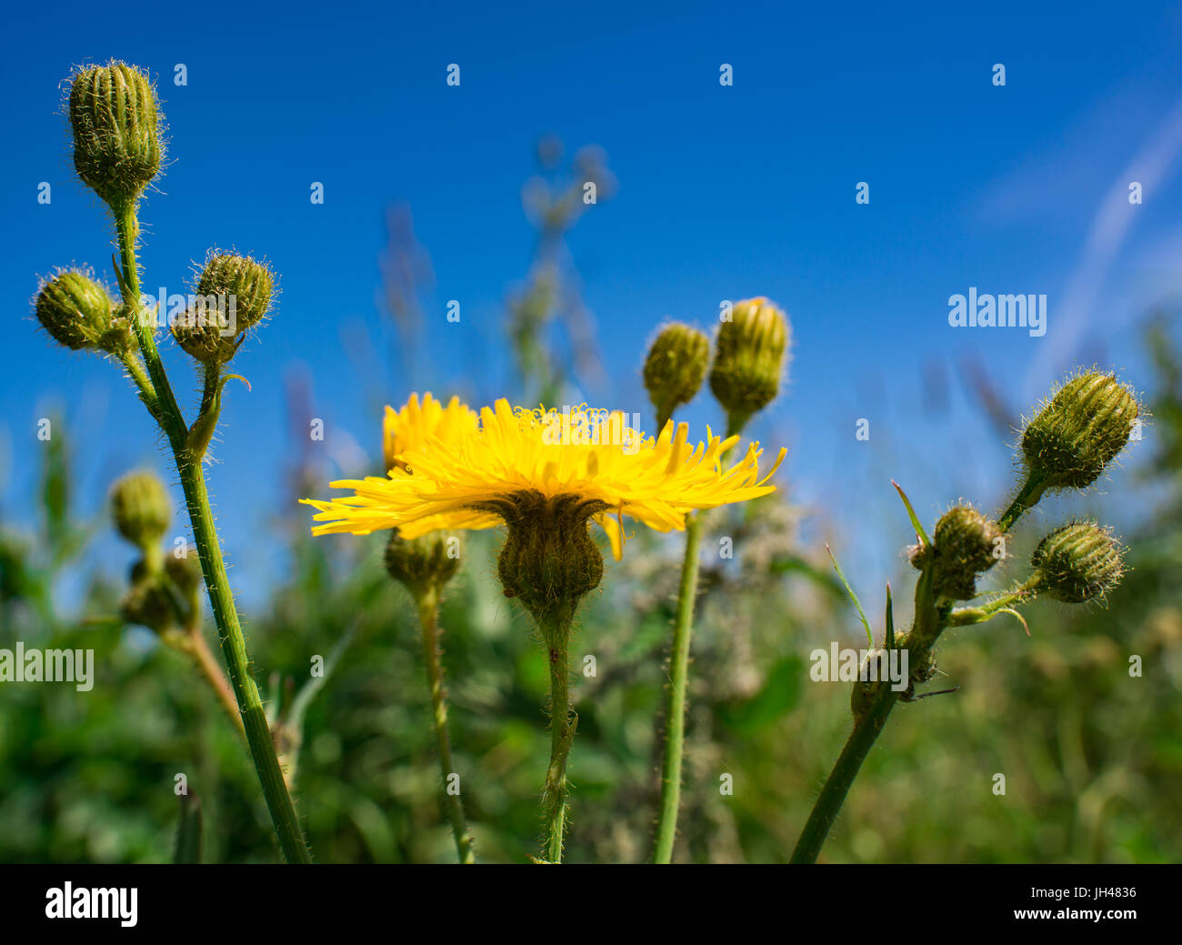 Hairy cat's ear plant flower and buds Stock Photo