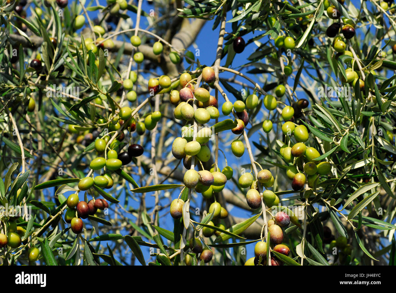 Olives (Olea europaea) on the tree, Umbria, Italy Stock Photo