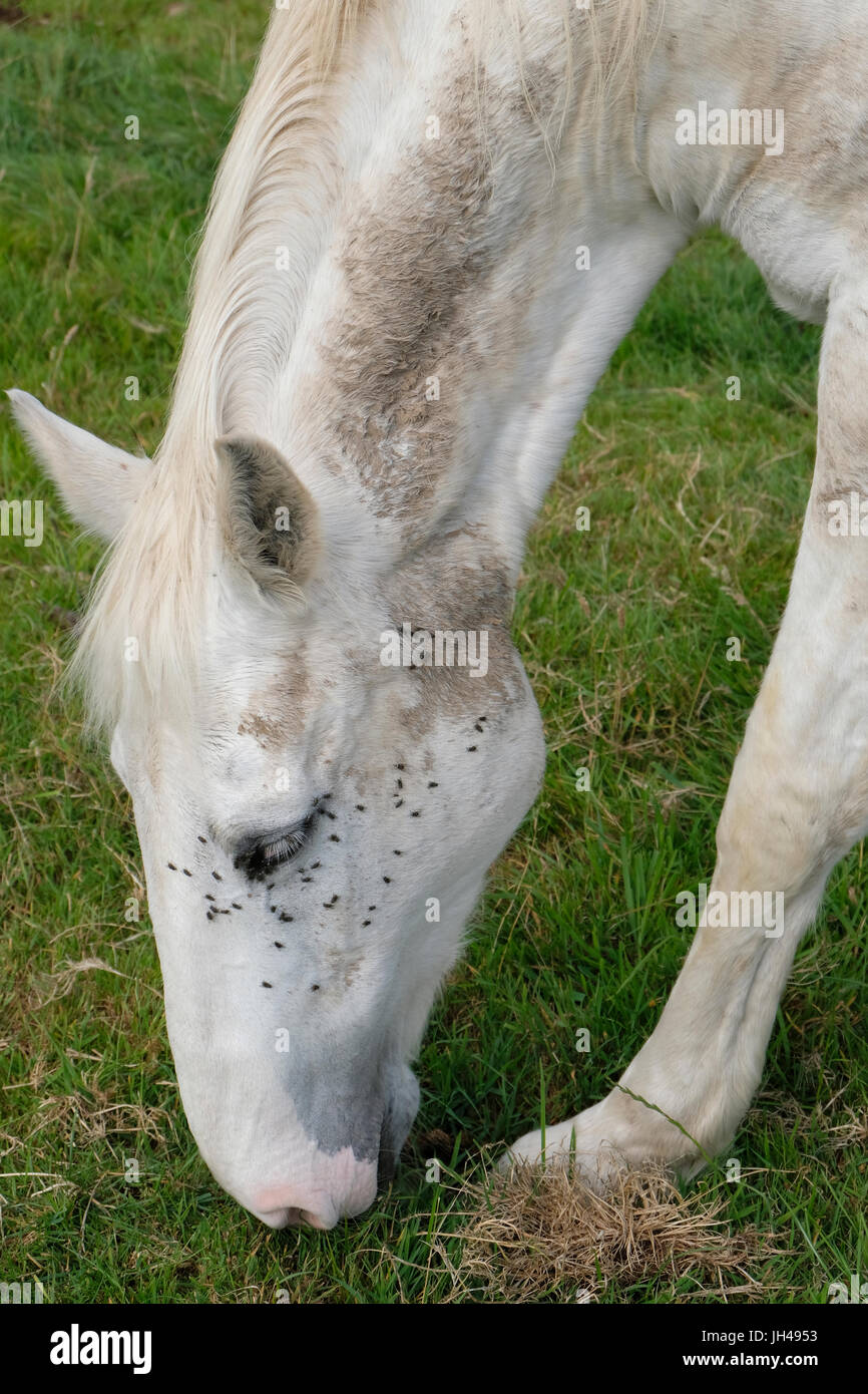 Grey Horse grazing with several flies around her face and eyes Stock Photo