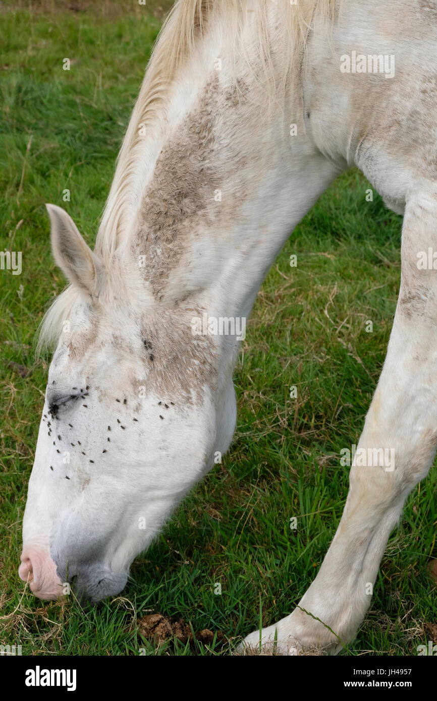 Grey Horse grazing with several flies around her face and eyes Stock Photo