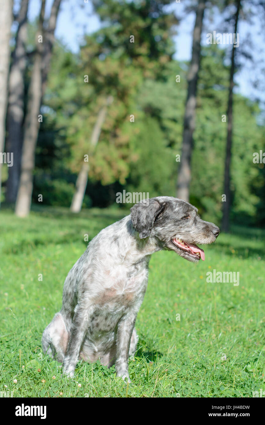 Stunning Interbreed That Involve Dog Panting Passion Motivate image