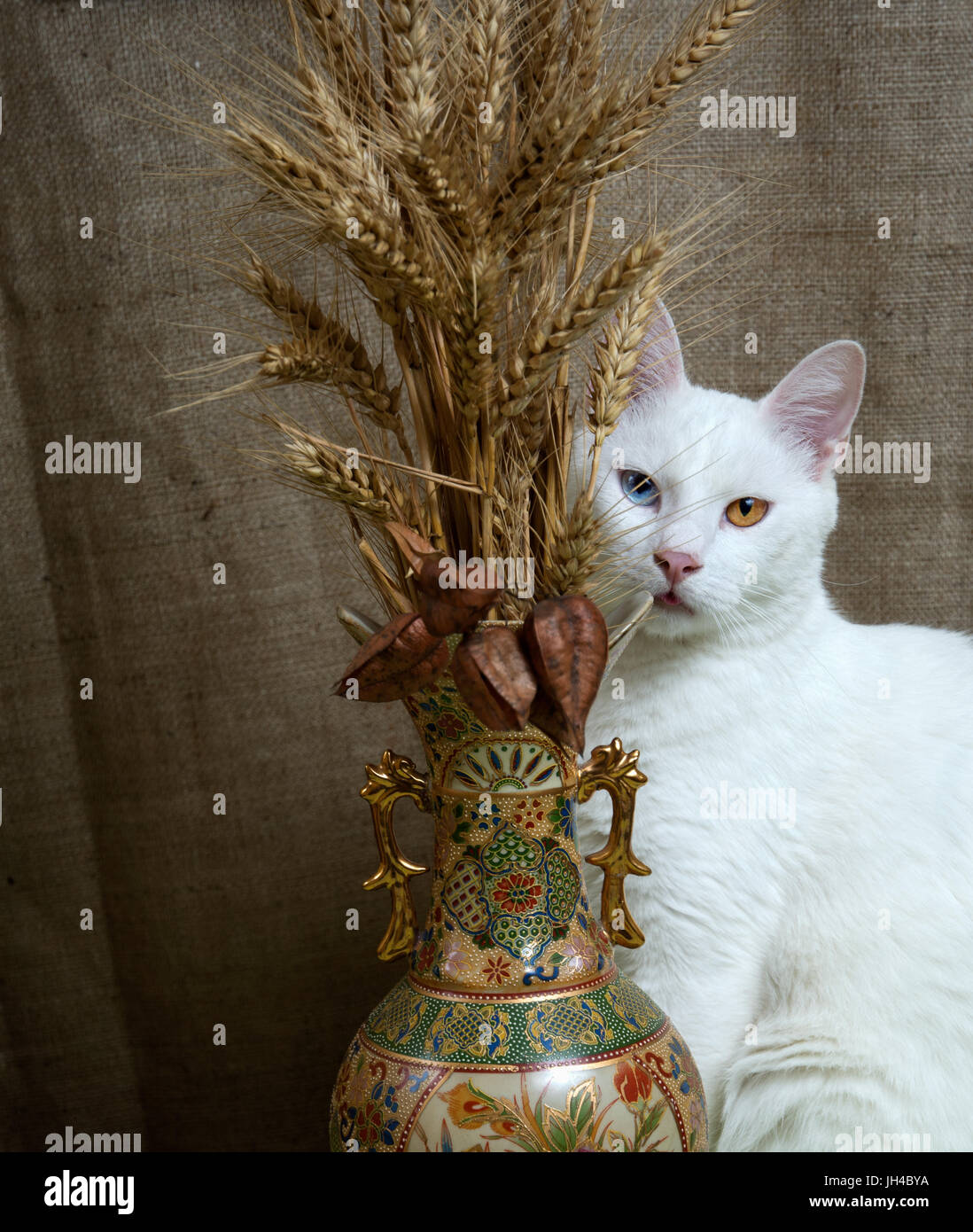 Cat with its tongue stuck out sitting beside a vase with wheat and seedpods of the Goldenrain tree. Cat with heterochromia iridum. Low key. Stock Photo