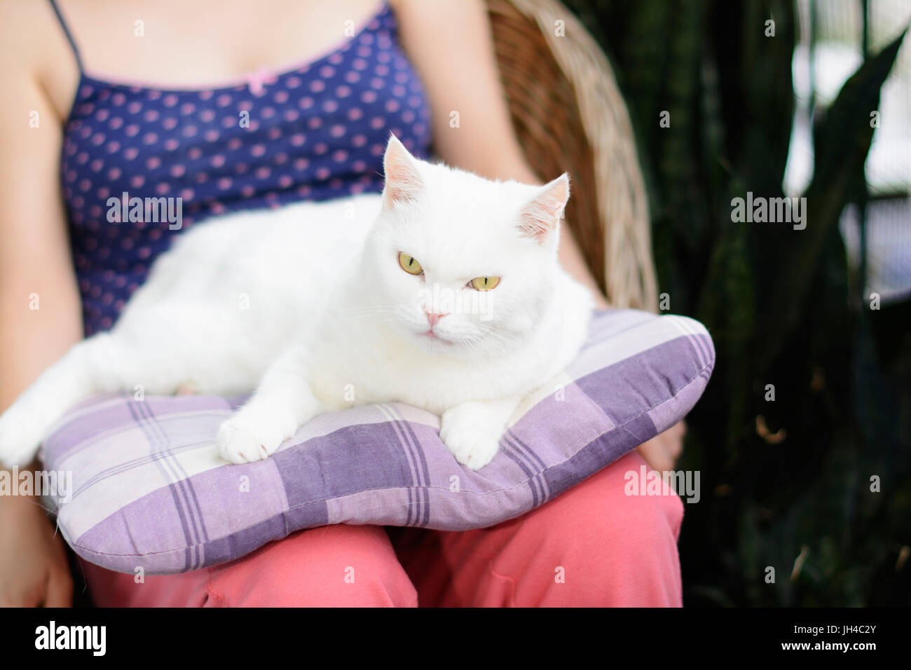 White cat lying on the pillow in a woman’s lap. Selective focus. Stock Photo