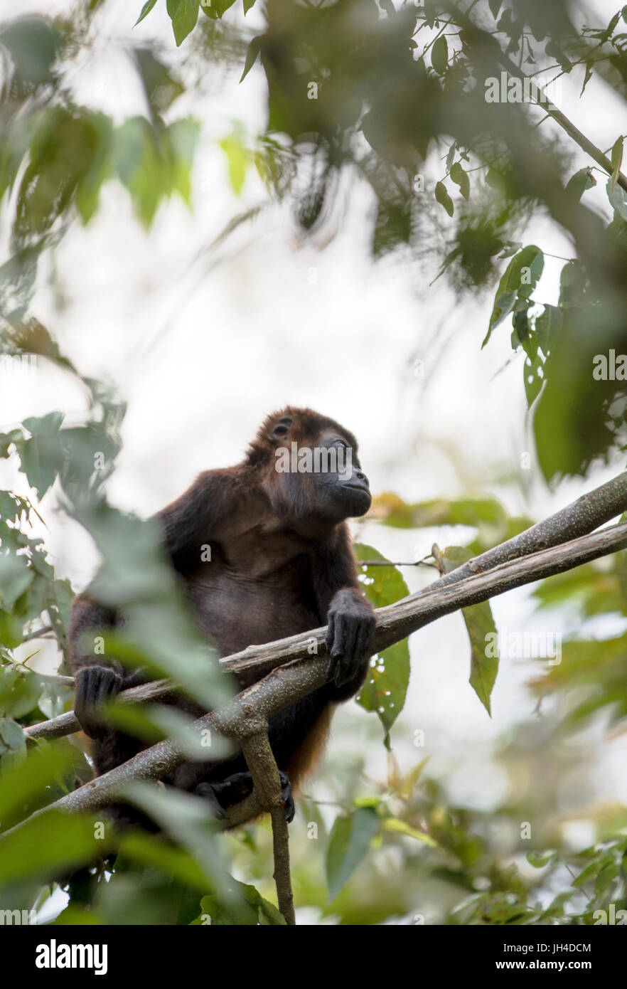 Costa Rican Howler Costa Rican Howler Monkey Stock Photo - Alamy