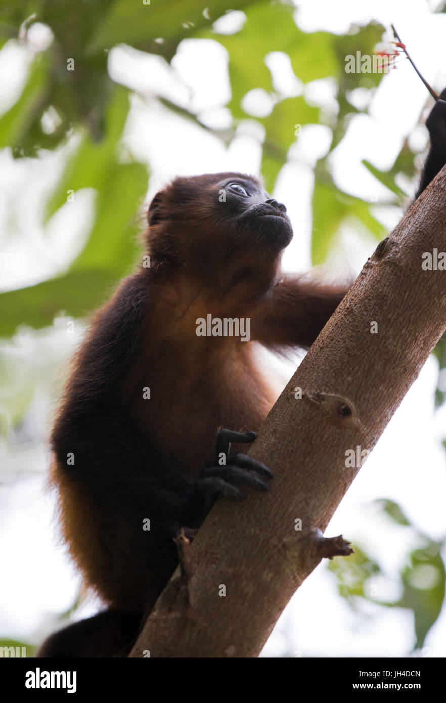 Costa Rican Howler Monkey Stock Photo