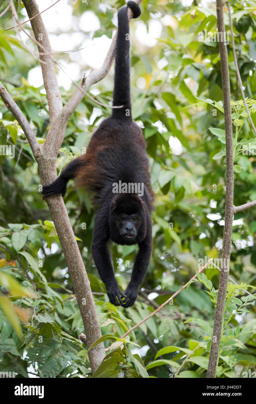 Costa Rican Howler Costa Rican Howler Monkey Stock Photo - Alamy