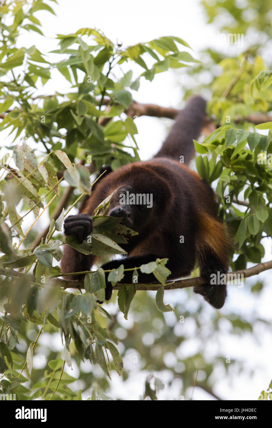 Costa Rican Howler Costa Rican Howler Monkey Stock Photo - Alamy