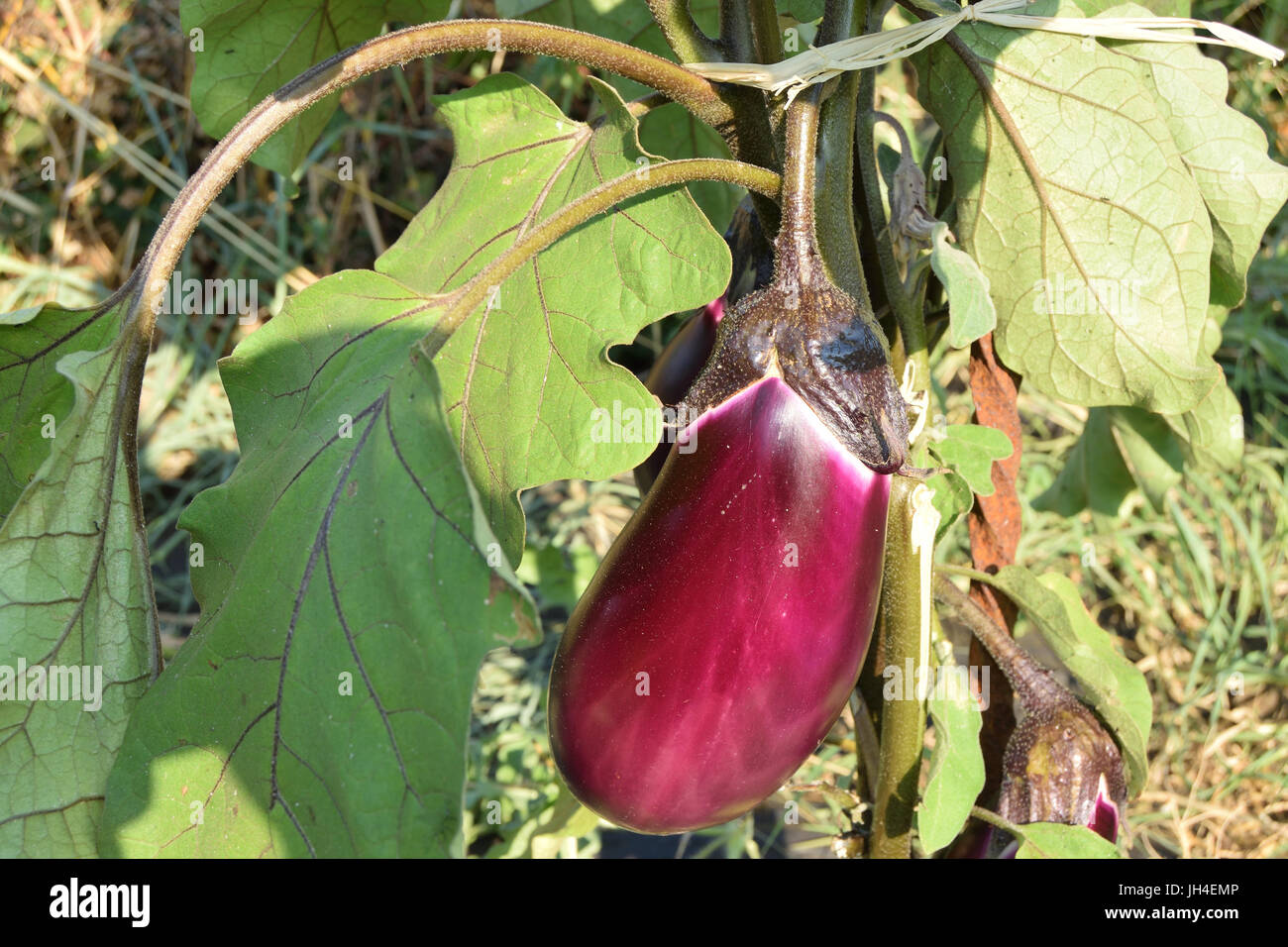 Wet aubergines hi-res stock photography and images - Alamy