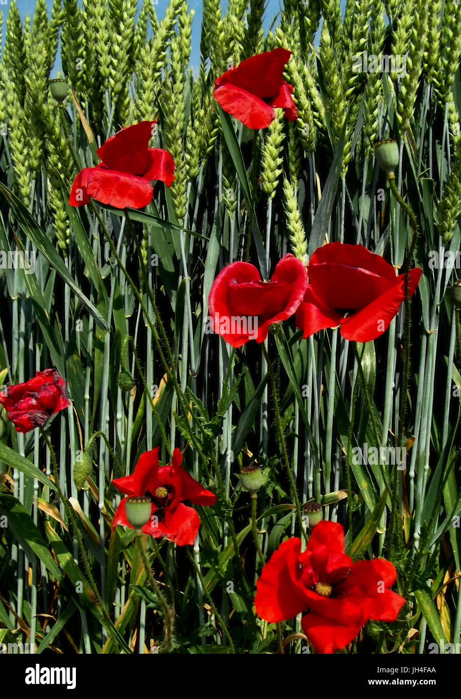 Poppies and ears of wheat background Stock Photo - Alamy