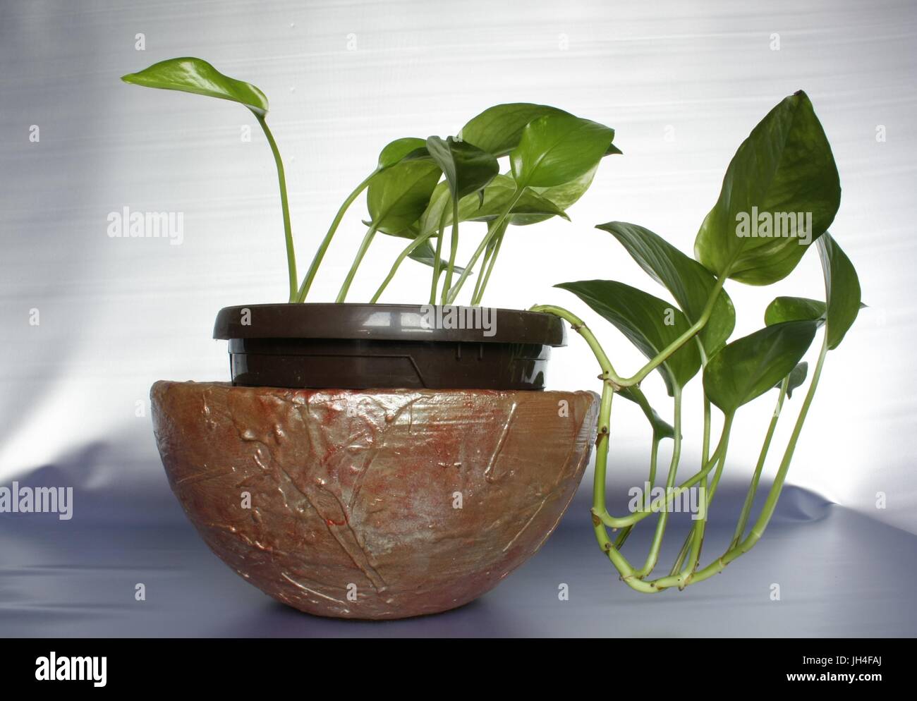 Pothos plant hires stock photography and images Alamy