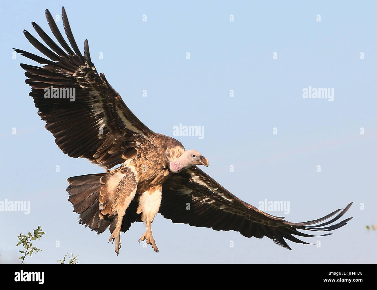 Ruppells griffon vulture in flight hi-res stock photography and images ...