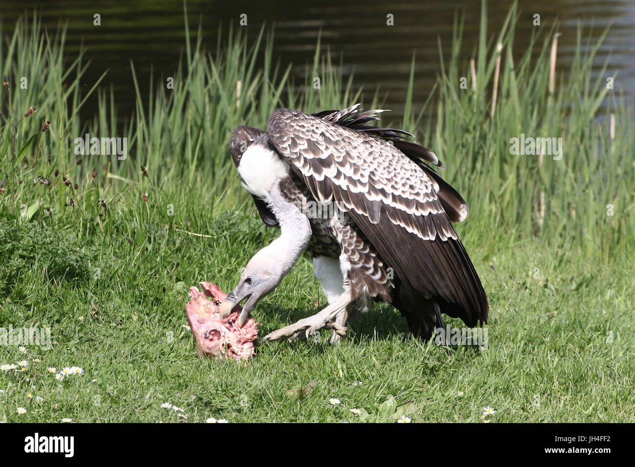 African Rüppell's Vulture (Gyps rueppellii) feeding on part of a carcass. Stock Photo