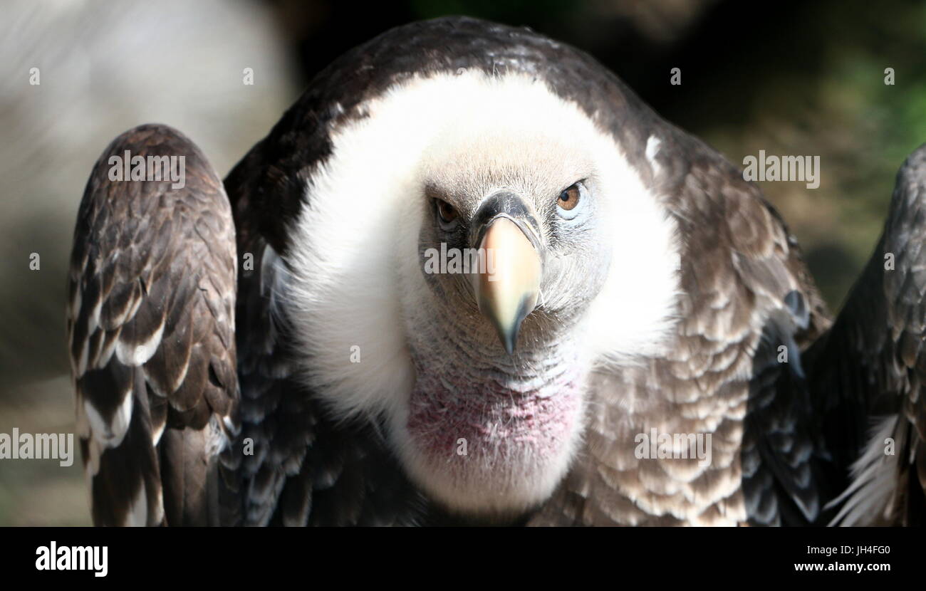 Fierce looking African Rüppell's Vulture (Gyps rueppellii) extreme close-up of head and beak, facing camera Stock Photo