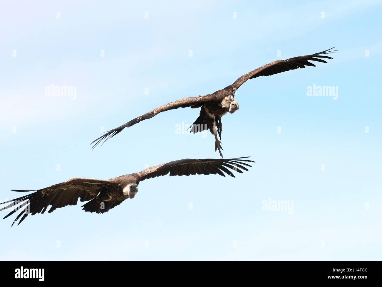 Vultures flying group overhead hires stock photography and images Alamy