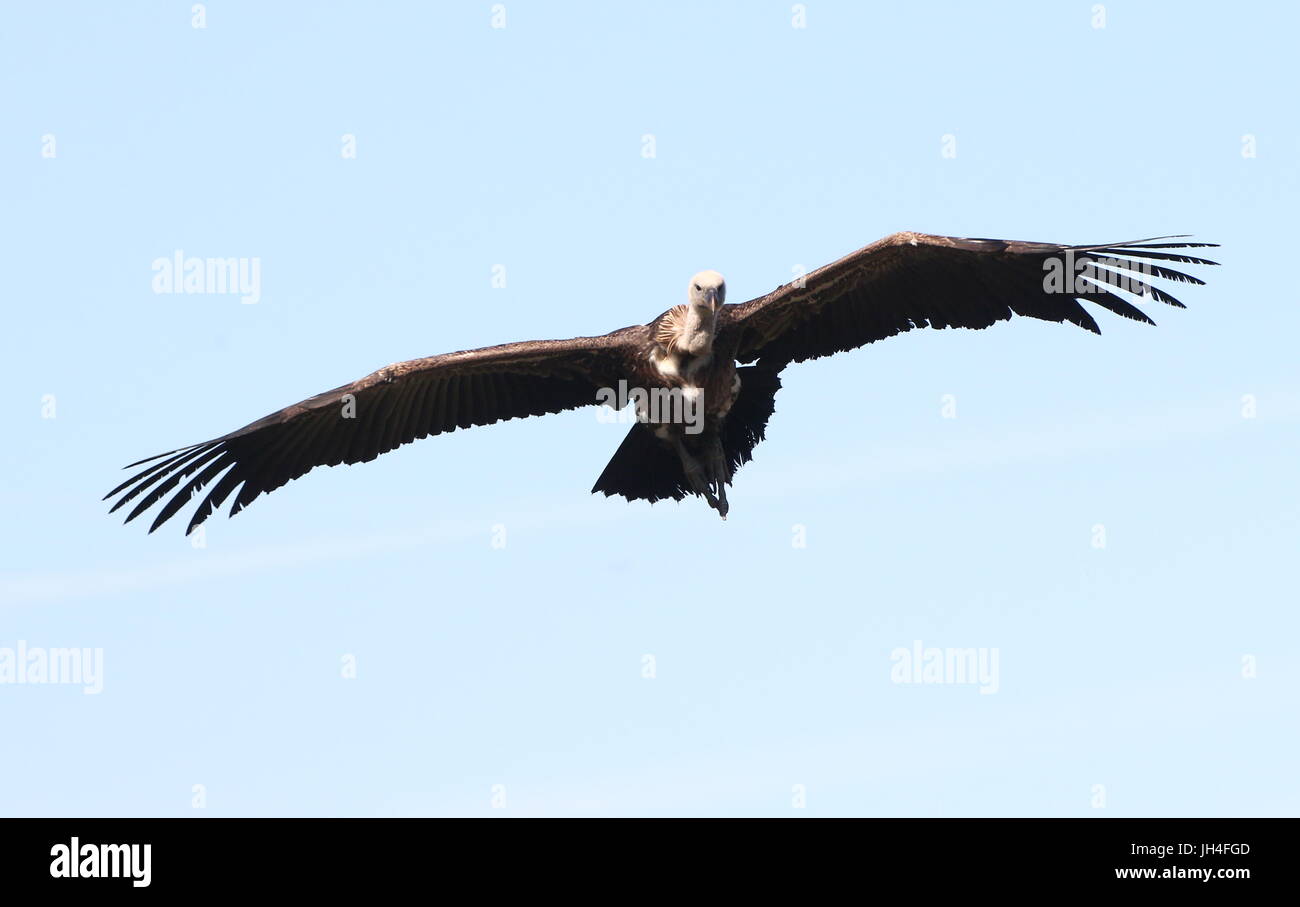 Rueppells vulture flying with spread wings hi-res stock photography and ...