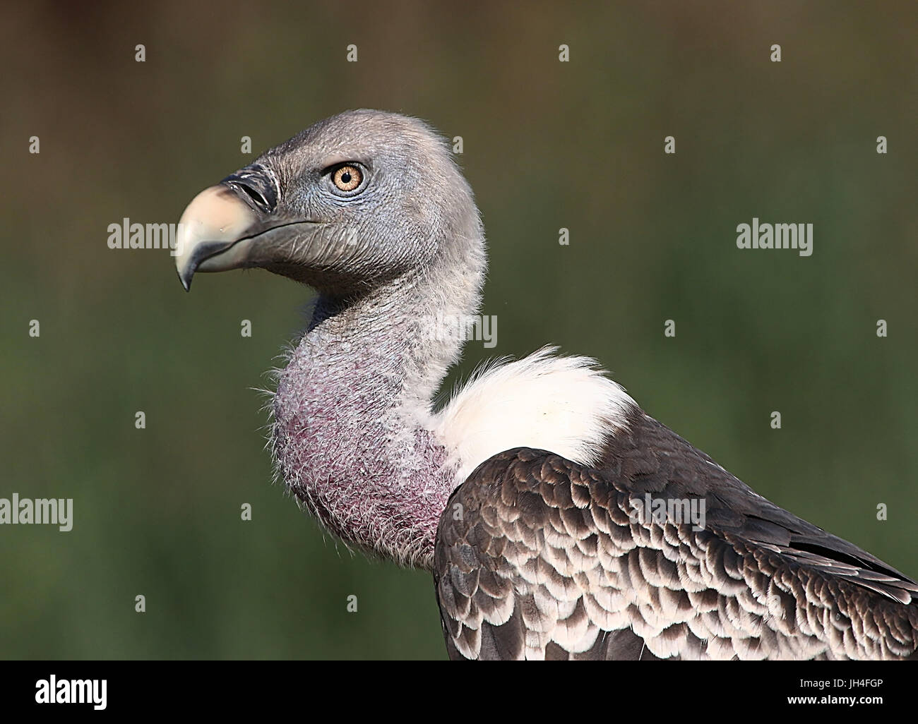 African Rüppell's Vulture (Gyps rueppellii), close up of the head and beak, in profile portrait. Stock Photo