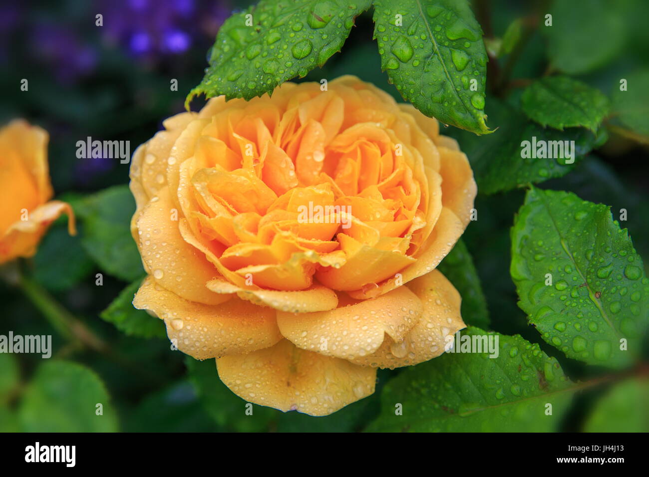 Blooming yellow rose in the garden on a sunny day. David Austin Rose Golden Celebration 'AUShunter'. Stock Photo