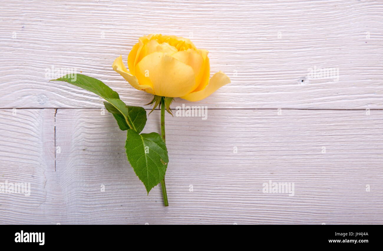 Yellow rose on white wooden background. David Austin Rose Golden Celebration Stock Photo