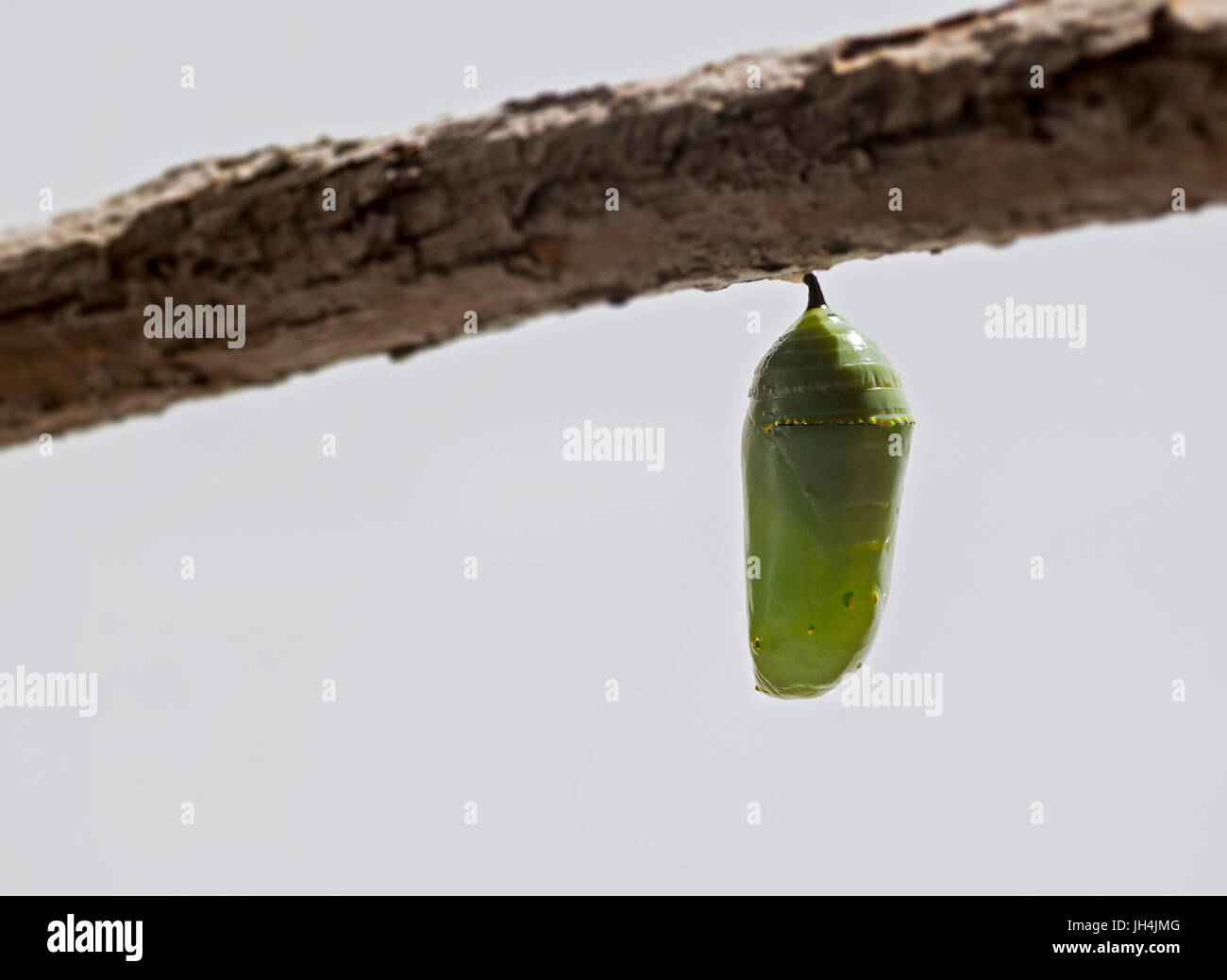 Monarch butterfly chrysalis hires stock photography and images Alamy