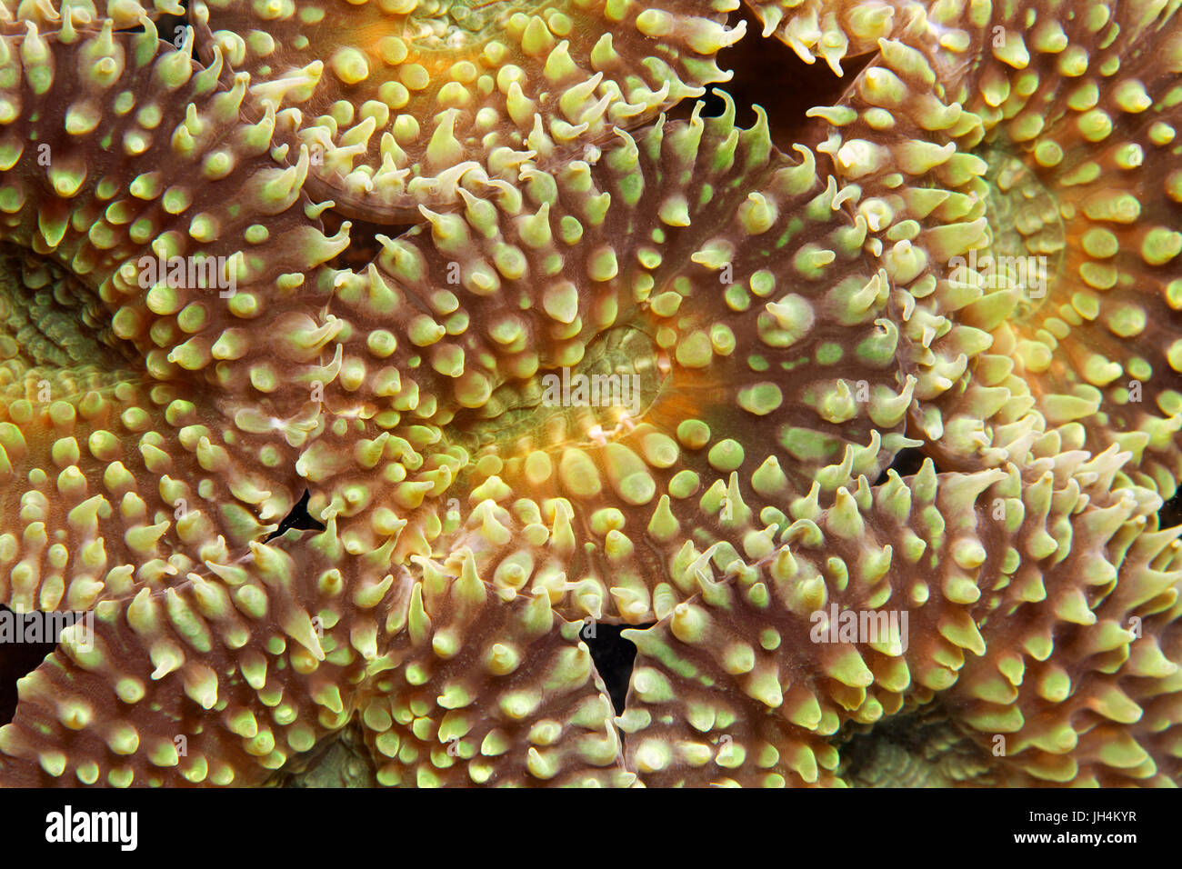 Polyps, Favia stony coral (Favia sp.), Palawan, Mimaropa, Sulu Lake, Pacific Ocean, Philippines Stock Photo