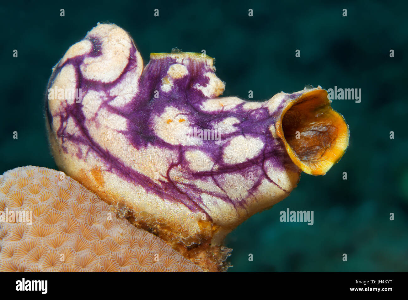 Gold-mouth sea squirt (Polycarpa aurata), Palawan, Mimaropa, Sulu Sea, Pacific Ocean, Philippines Stock Photo