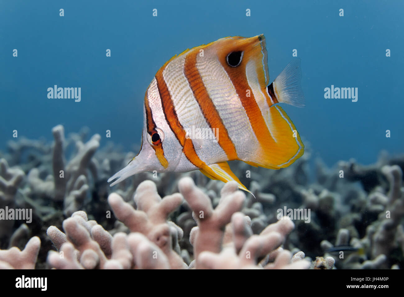 Copperband butterflyfish (Chelmon rostratus), Palawan, Mimaropa, Sulu Lake, Pacific Ocean, Philippines Stock Photo