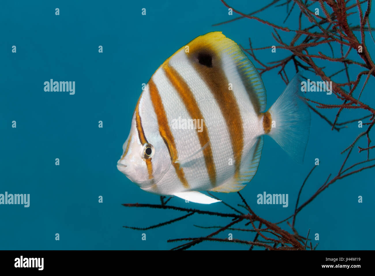 Sixspine butterflyfish (Parachaetodon ocellatus), Palawan, Mimaropa, Sulu Sea, Pacific Ocean, Philippines Stock Photo