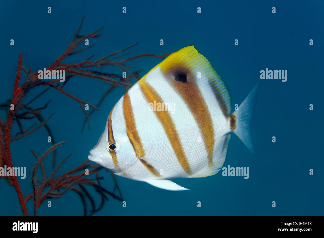 Sixspine butterflyfish (Parachaetodon ocellatus), Palawan, Mimaropa, Sulu Sea, Pacific Ocean, Philippines Stock Photo