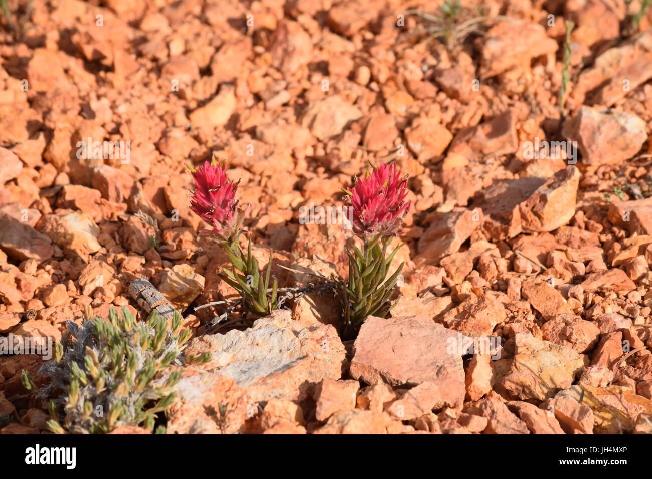 Pink Alpine Flowers Stock Photo - Alamy