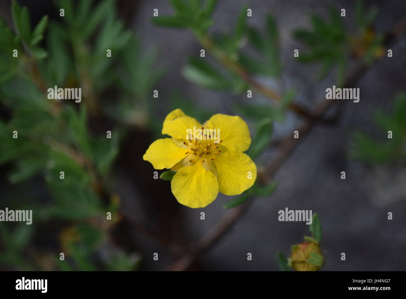 Yellow Mountain Flower Stock Photo Alamy