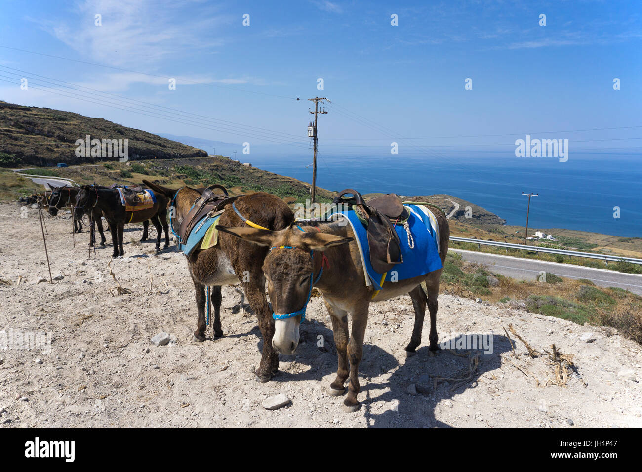 Esel stehen fuer Ausfluege bereit, Nordkueste von Santorin, Kykladen, Aegaeis, Griechenland, Mittelmeer, Europa | Donkeys at the north side of Santori Stock Photo