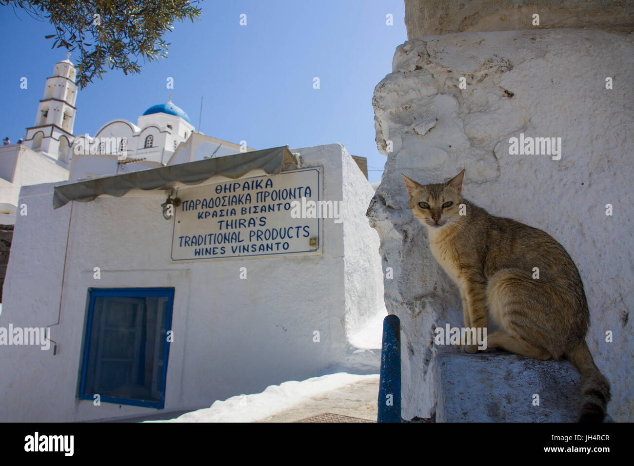 Katze verweilt im Schatten einer Gasse, orthodoxe Kirche im Kasteli Viertel, Pirgos, Santorin, Kykladen, Aegaeis, Griechenland, Mittelmeer, Europa | C Stock Photo