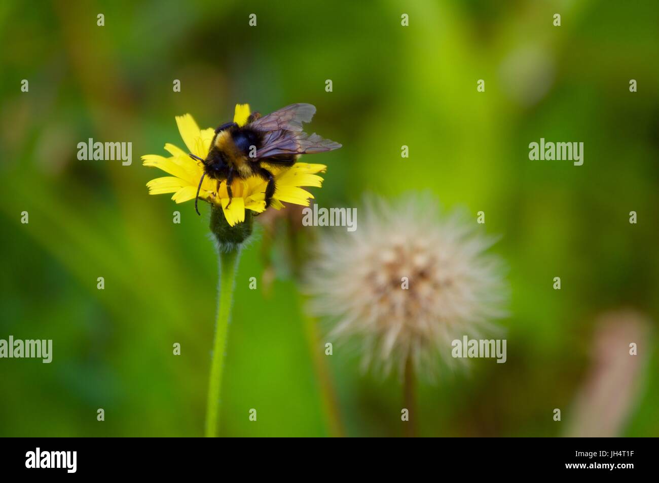Bumblebee on flower, Boxmoor Stock Photo