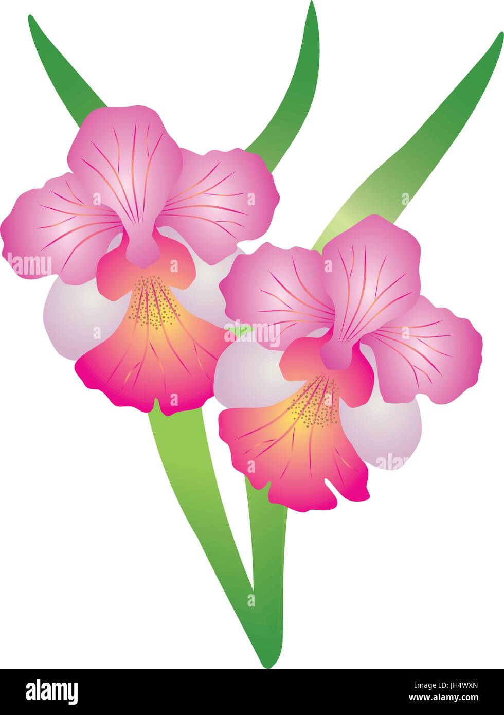 Singapore National Flower Vanda Miss Joaquim Orchid Color Illustration Stock Vector