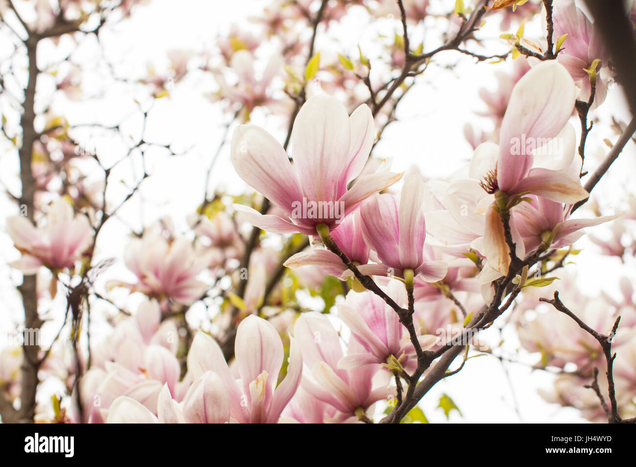Beautiful blooming magnolia tree of pink color in the spring Stock ...
