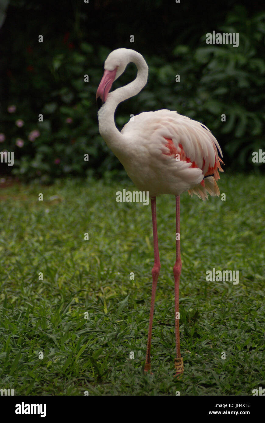 Bird, Flamingo, OiseauxFoz, Foz Iguaçu, Brazil Stock Photo