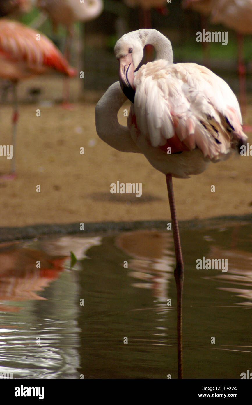 Bird, Flamingo, OiseauxFoz, Foz Iguaçu, Brazil Stock Photo