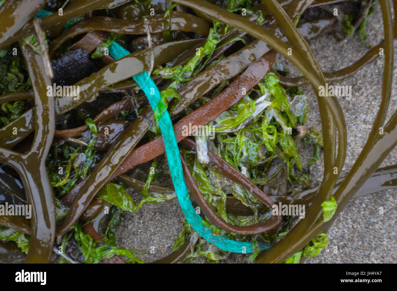 Marine litter (discarded fishing lines) Stock Photo