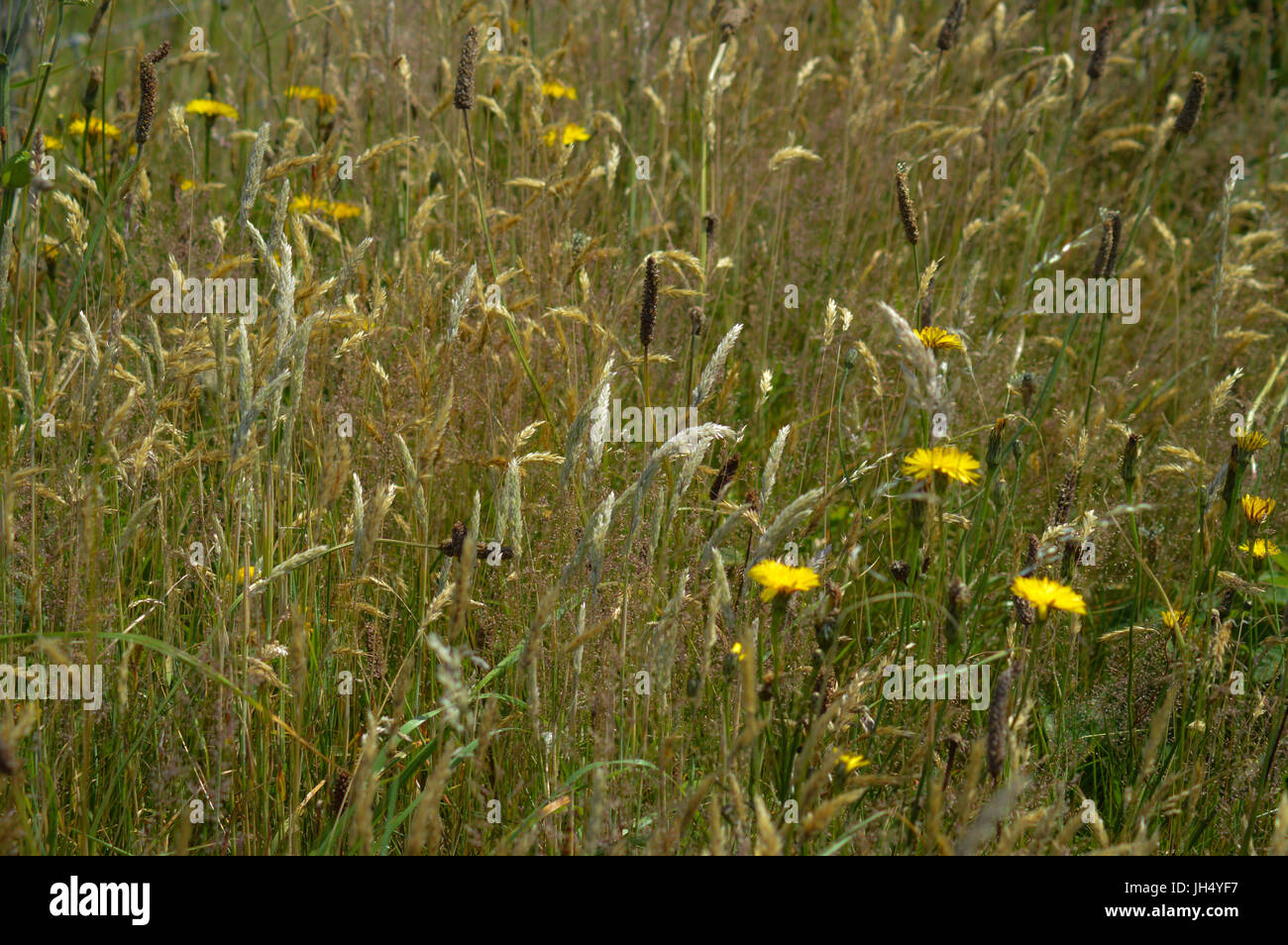 Wild grasses, Devon UK Stock Photo