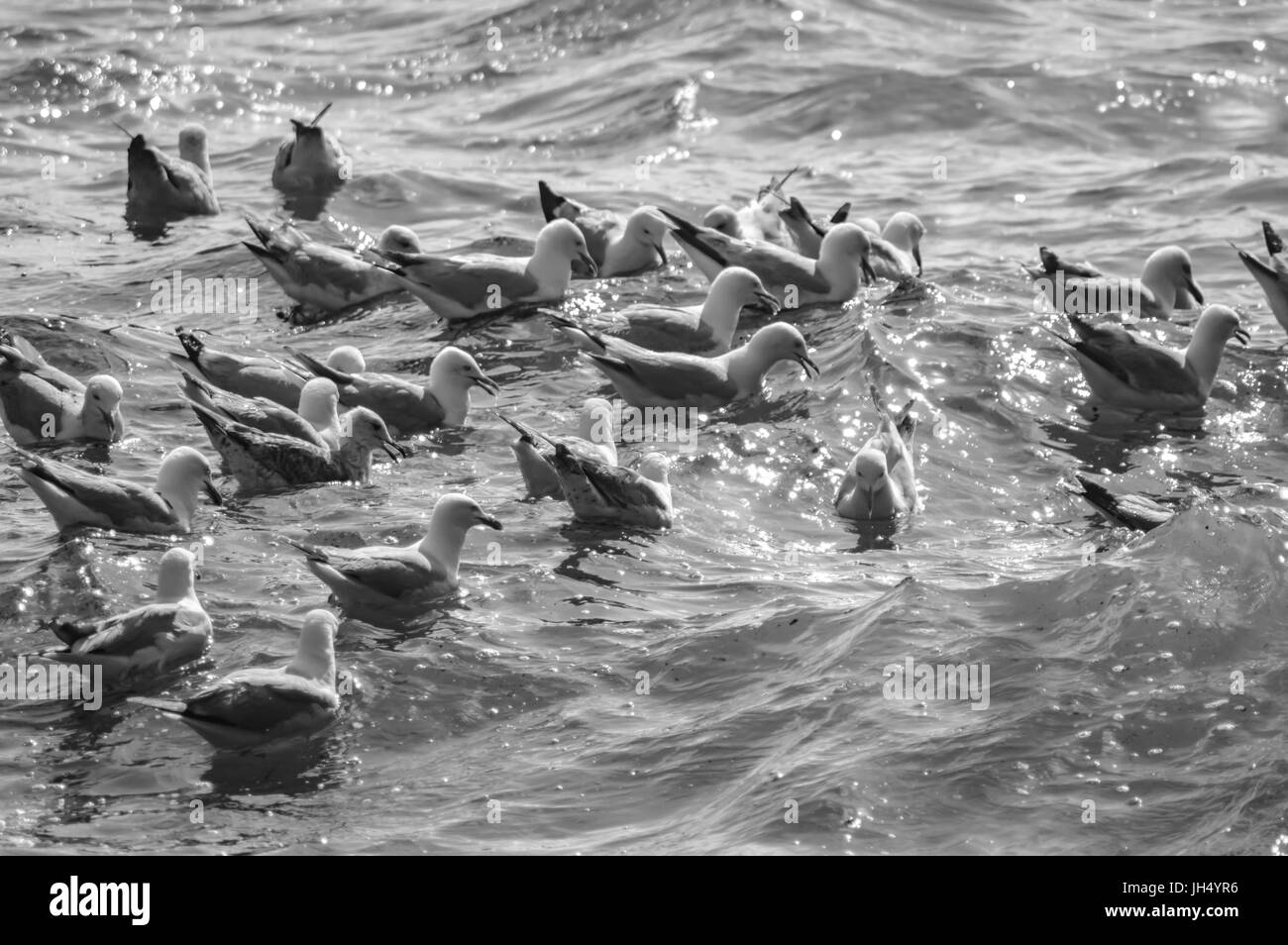 Seagulls in Rough seas Stock Photo