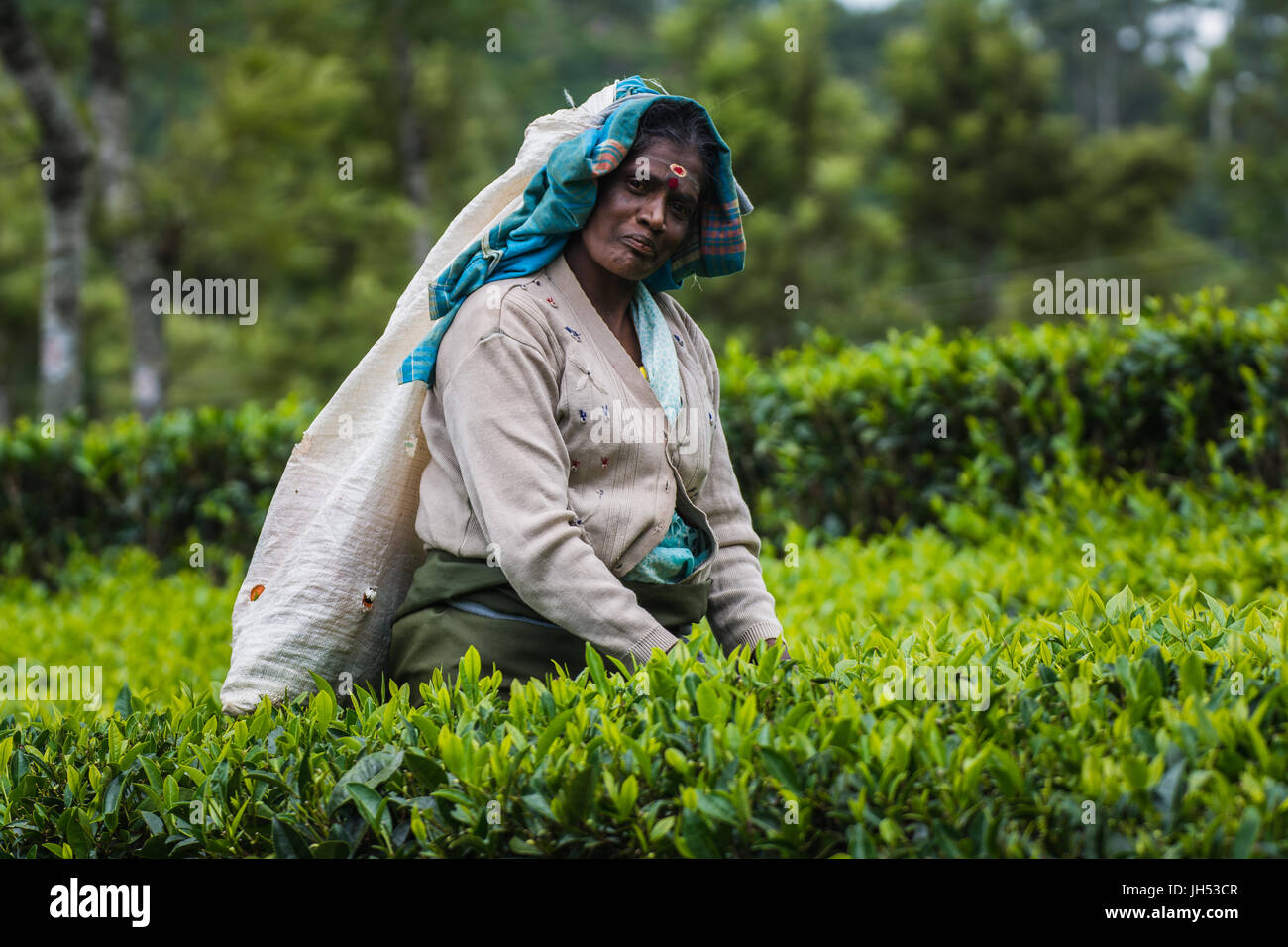 visiting the lipton tea plantation in haputale sri lanka Stock Photo