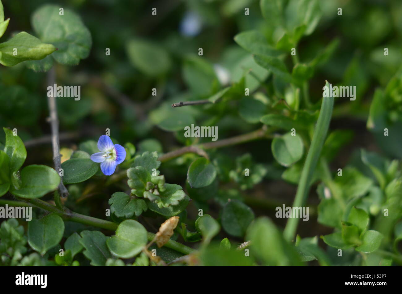 A tiny blue flower against the grass Stock Photo Alamy