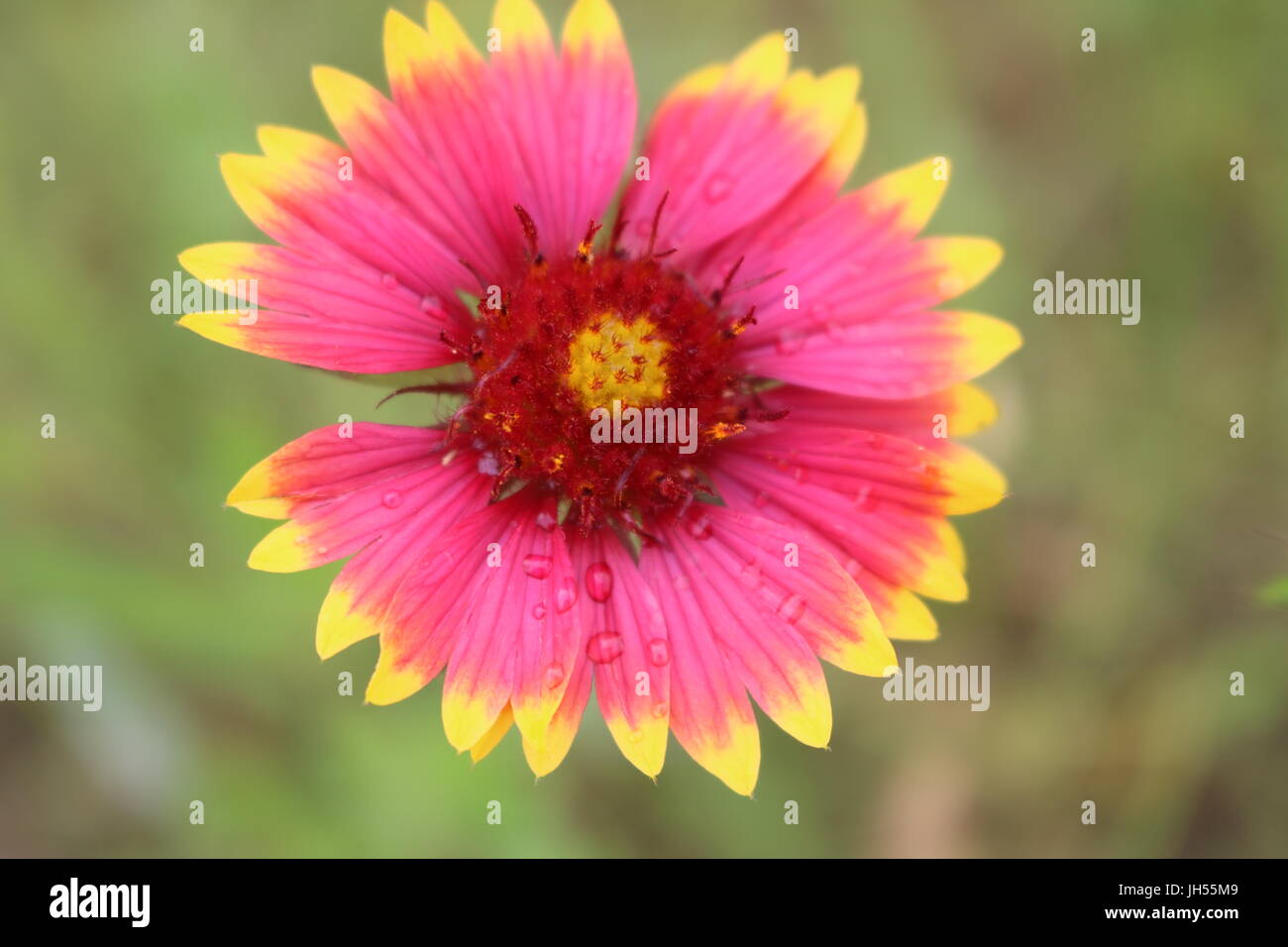 Close up of an indian blanket flower with raindrops on it during spring in Texas Stock Photo